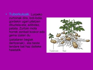 Tuberkuluak.  Lurpeko zurtoinak dira, lodi-lodia, gordekin ugari pilatzen dituztela-eta; adibidez, patata. Zurtoin mota horrek zenbait koskor edo gema izaten du (patataren begiak deritzenak) , eta beste landare bat haz daiteke haietatik. 