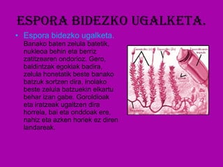 Espora bidezko ugalketa. Espora bidezko ugalketa.  Banako baten zelula batetik, nukleoa behin eta berriz zatitzearen ondorioz. Gero, baldintzak egokiak badira, zelula honetatik beste banako batzuk sortzen dira, inolako beste zelula batzuekin elkartu behar izan gabe. Goroldioak  eta iratzeak ugaltzen dira horrela, bai eta onddoak ere, nahiz eta azken horiek ez diren landareak. 