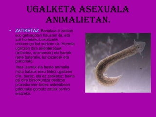Ugalketa asexuala animalietan. ZATIKETAZ.  Banakoa bi zatitan edo gehiagotan hausten da, eta zati horietako bakoitzetik ondorengo bat sortzen da. Horrela ugaltzen dira zelenteratuak (adibidez, anemonak) eta harrak (este baterako, lur-zizareak eta planoriak). Itsas izarrak eta beste animalia mota batzuk sexu bidez ugaltzen dira, beraz, eta ez zatiketaz; baina gai dira birsorkuntza deritzon prozeduraren bidez ustekabean galdutako gorputz zatiak berriro eratzeko. 
