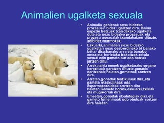 Animalien ugalketa sexuala Animalia gehienak sexu bidezko prozesuen bidez ugaltzen dira. Baina espezie batzuek txandakako ugalketa dute,eta sexu bidezko prozesuak eta prozesu asexualak txandakatzen dituzte, adibidez,marmokek. Eskuarki,animalien sexu bidezko ugalketan sexu desberdineko bi banako behar dira:banako arra eta banako emea;eta horietako bakoitzak zelula sexual edo gameto bat edo batzuk jartzen ditu. Arrek nahiz emeek ugalketarako organo berezituak garatzen dituzte,gonada deritzenak;haietan,gametoak sortzen dira. Arretan,gonadak testikuluak dira,eta gameto maskulinoak edo espermatozoideak sortzen dira haietan.Gameto horiek,eskuarki,txikiak eta mugikorrak dira. Emeetan,gonadak obulutegiak dira,eta gameto femeninoak edo obuluak sortzen dira haietan. 