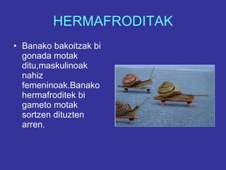 HERMAFRODITAK Banako bakoitzak bi gonada motak ditu,maskulinoak nahiz femeninoak.Banako hermafroditek bi gameto motak sortzen dituzten arren. 