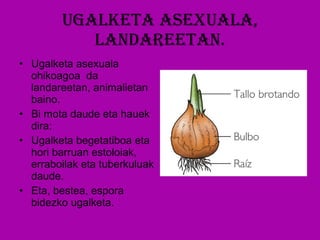 Ugalketa asexuala, landareetan. Ugalketa asexuala ohikoagoa  da landareetan, animalietan baino. Bi mota daude eta hauek dira: Ugalketa begetatiboa eta hori barruan estoloiak, erraboilak eta tuberkuluak daude. Eta, bestea, espora bidezko ugalketa. 