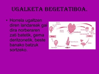 Ugalketa begetatiboa. Horrela ugaltzen diren landareak gai dira norberaren zati batetik, gema deritzonetik, beste banako batzuk sortzeko.  