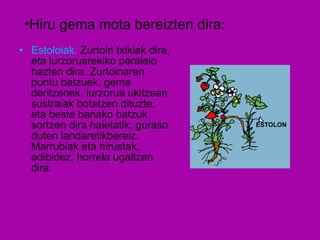 Estoloiak.  Zurtoin txikiak dira, eta lurzoruarekiko paralelo hazten dira. Zurtoinaren puntu batzuek, gema deritzenek, lurzorua ukitzean sustraiak botatzen dituzte, eta beste banako batzuk sortzen dira haietatik, guraso duten landaretikbereiz. Marrubiak eta hirustak, adibidez, horrela ugaltzen dira. Hiru gema mota bereizten dira: 