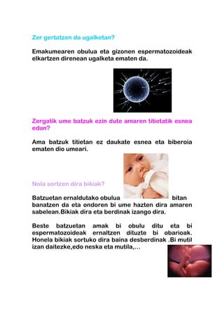 Zer gertatzen da ugalketan?

Emakumearen obulua eta gizonen espermatozoideak
elkartzen direnean ugalketa ematen da.




Zergatik ume batzuk ezin dute amaren titietatik esnea
edan?

Ama batzuk titietan ez daukate esnea eta biberoia
ematen dio umeari.




Nola sortzen dira bikiak?

Batzuetan ernaldutako obulua                   bitan
banatzen da eta ondoren bi ume hazten dira amaren
sabelean.Bikiak dira eta berdinak izango dira.

Beste batzuetan amak bi obulu ditu eta bi
espermatozoideak ernaltzen dituzte bi obarioak.
Honela bikiak sortuko dira baina desberdinak .Bi mutil
izan daitezke,edo neska eta mutila,…
 