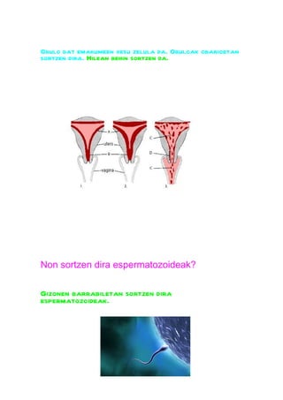 Obulo bat emakumeen xesu zelula da. Obuloak obarioetan
sortzen dira. Hilean behin sortzen da.




Non sortzen dira espermatozoideak?

Gizonen barrabiletan sortzen dira
espermatozoideak.
 