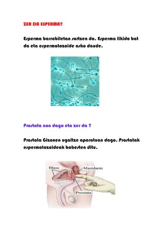 ZER DA ESPERMA?

Esperma barrabiletan sortzen da. Esperma likido bat
da eta espermatozoide asko daude.




Prostata non dago eta zer da ?

Prostata Gizonen ugaltze aparatuan dago. Prostatak
espermatozoideak babesten ditu.
 