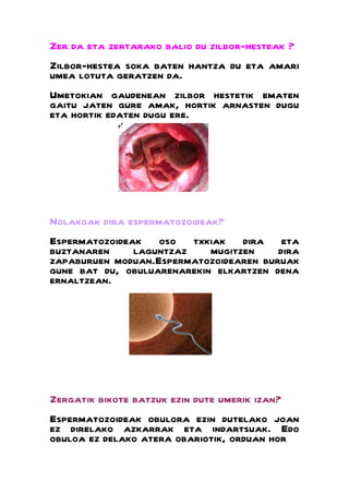 Zer da eta zertarako balio du zilbor-hesteak ?
Zilbor-hestea soka baten hantza du eta amari
umea lotuta geratzen da.
Umetokian gaudenean zilbor hestetik ematen
gaitu jaten gure amak, hortik arnasten dugu
eta hortik edaten dugu ere.




Nolakoak dira espermatozoideak?
Espermatozoideak oso txkiak dira eta
buztanaren     laguntzaz    mugitzen    dira
zapaburuen moduan.Espermatozoidearen buruak
gune bat du, obuluarenarekin elkartzen dena
ernaltzean.




Zergatik bikote batzuk ezin dute umerik izan?
Espermatozoideak obulora ezin dutelako joan
ez direlako azkarrak eta indartsuak. Edo
obuloa ez delako atera obariotik, orduan hor
 