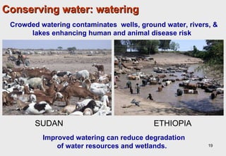 Towards an understanding of livestock water productivity in the Nile River Basin