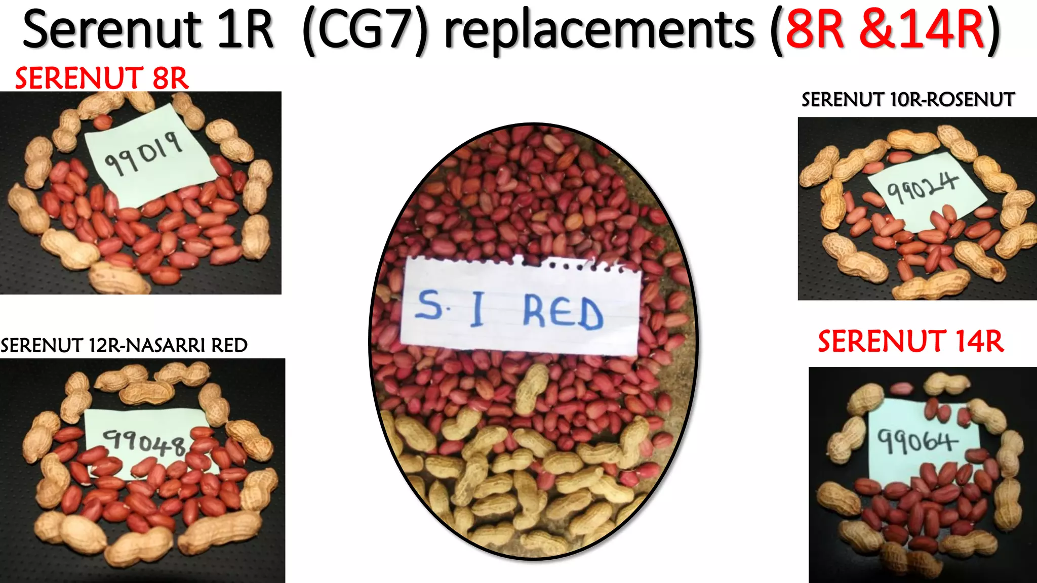 Stained Groundnut I.pdf Uganda Groundnut Seed Roadmap TL III Annual Meet | PDF