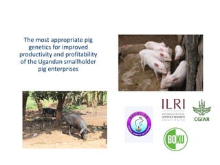 Uganda pig genetics