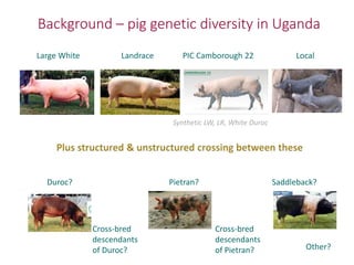 Uganda pig genetics