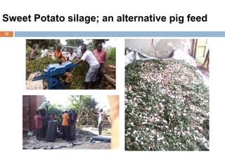 Sweet Potato silage; an alternative pig feed
12
 