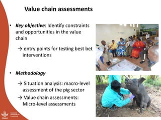 Smallholder pig value chains transformation in Uganda: Results, lessons and insights