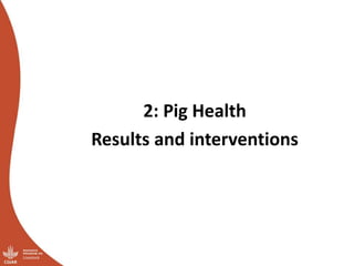 Smallholder pig value chains transformation in Uganda: Results, lessons and insights