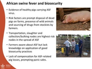 Smallholder pig value chains transformation in Uganda: Results, lessons and insights