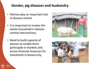 Smallholder pig value chains transformation in Uganda: Results, lessons and insights