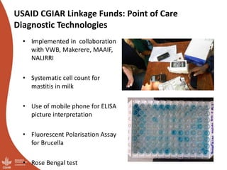 Smallholder pig value chains transformation in Uganda: Results, lessons and insights