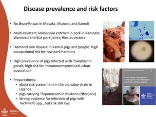 Smallholder pig value chains transformation in Uganda: Results, lessons and insights