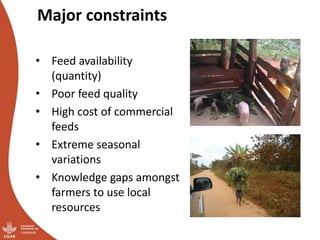 Smallholder pig value chains transformation in Uganda: Results, lessons and insights