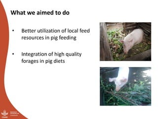 Smallholder pig value chains transformation in Uganda: Results, lessons and insights
