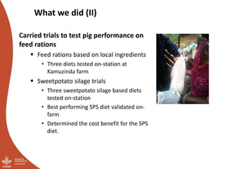 Smallholder pig value chains transformation in Uganda: Results, lessons and insights