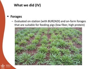Smallholder pig value chains transformation in Uganda: Results, lessons and insights