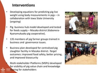Smallholder pig value chains transformation in Uganda: Results, lessons and insights