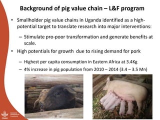 Smallholder pig value chains transformation in Uganda: Results, lessons and insights