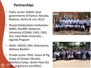 Smallholder pig value chains transformation in Uganda: Results, lessons and insights