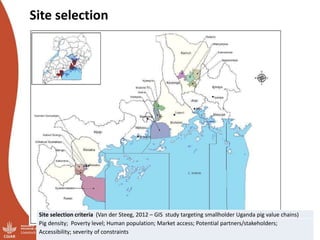 Smallholder pig value chains transformation in Uganda: Results, lessons and insights