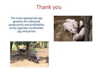 Uganda pig genetics