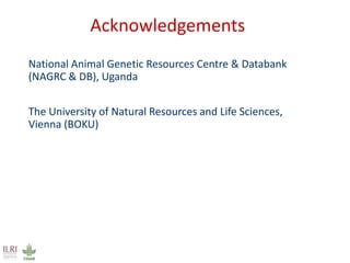 Uganda pig genetics