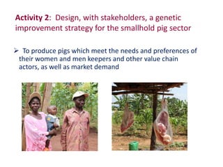 Uganda pig genetics
