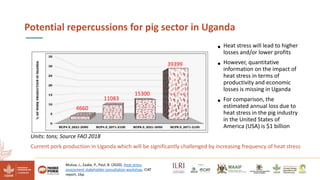 Reducing climate-induced heat stress in pigs in Uganda―Policy actions
