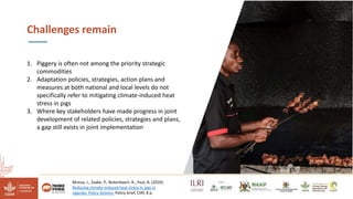 Reducing climate-induced heat stress in pigs in Uganda―Policy actions