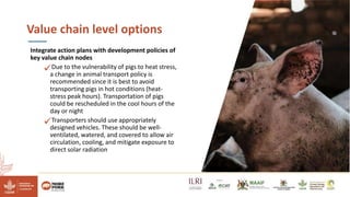 Reducing climate-induced heat stress in pigs in Uganda―Policy actions