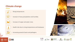 Reducing climate-induced heat stress in pigs in Uganda―Policy actions