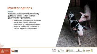 Reducing climate-induced heat stress in pigs in Uganda―Policy actions