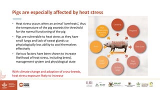 Reducing climate-induced heat stress in pigs in Uganda―Policy actions