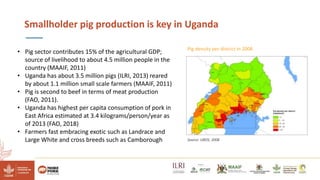 Reducing climate-induced heat stress in pigs in Uganda―Policy actions