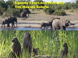 Uganda Tours and Travel by
The Makula Safaris
 