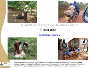 CGIAR is a global partnership that unites organizations engaged in research for a food secure future. The CGIAR
Research Program on Livestock and Fish aims to increase the productivity of small-scale livestock and fish systems
in sustainable ways, making meat, milk and fish more available and affordable across the developing world.
CGIAR Research Program on Livestock and Fish
livestockfish.cgiar.org
THANK YOU!
 
