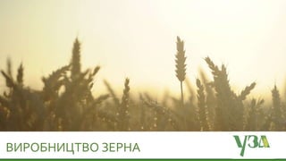 ВИРОБНИЦТВО ЗЕРНА
 