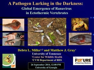 A Pathogen Lurking in the Darkness: 
Global Emergence of Ranavirus 
in Ectothermic Vertebrates 
M. Niemiller 
Debra L. Miller1,2 and Matthew J. Gray1 
University of Tennessee 
1Center for Wildlife Health 
2CVM Department of BDS 
26 September 2014, 12:00 PM 
University of Georgia 
 