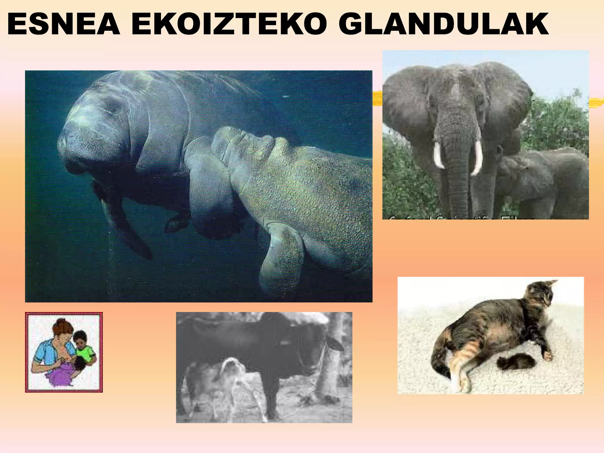 ESNEA EKOIZTEKO GLANDULAK
 