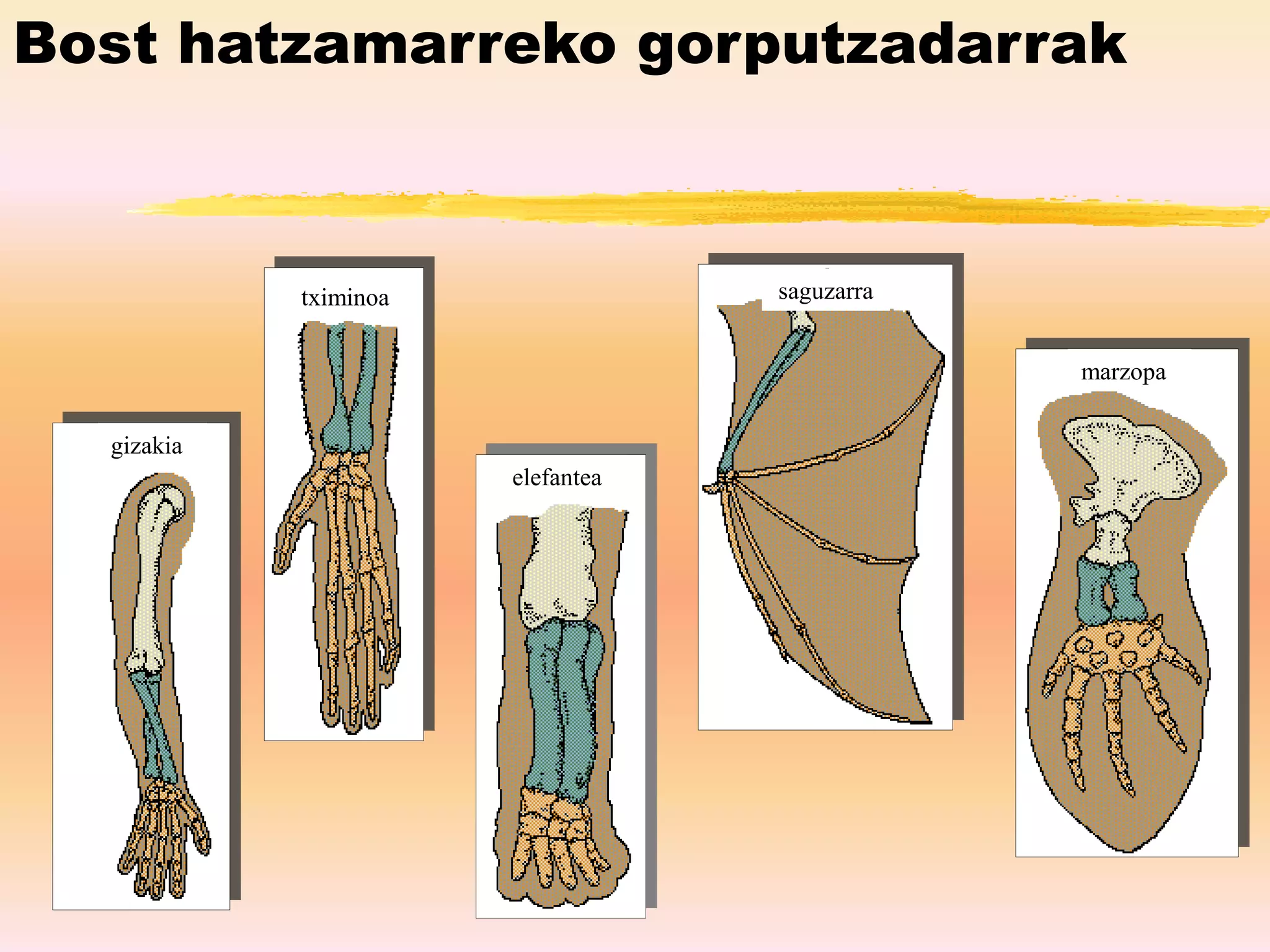 Bost hatzamarreko gorputzadarrak
gizakia
tximinoa
elefantea
saguzarra
marzopa
 