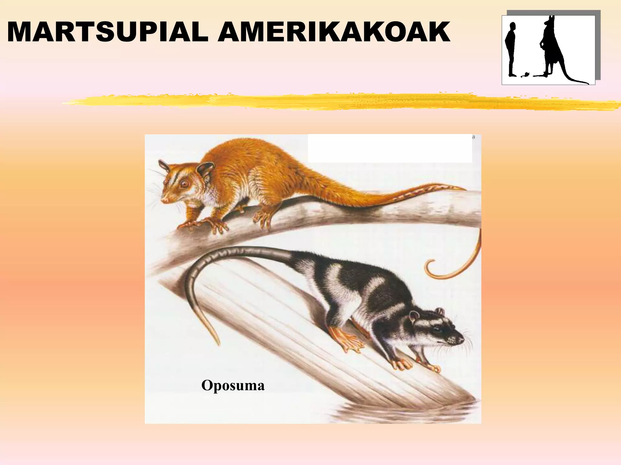 MARTSUPIAL AMERIKAKOAK
Oposuma
 