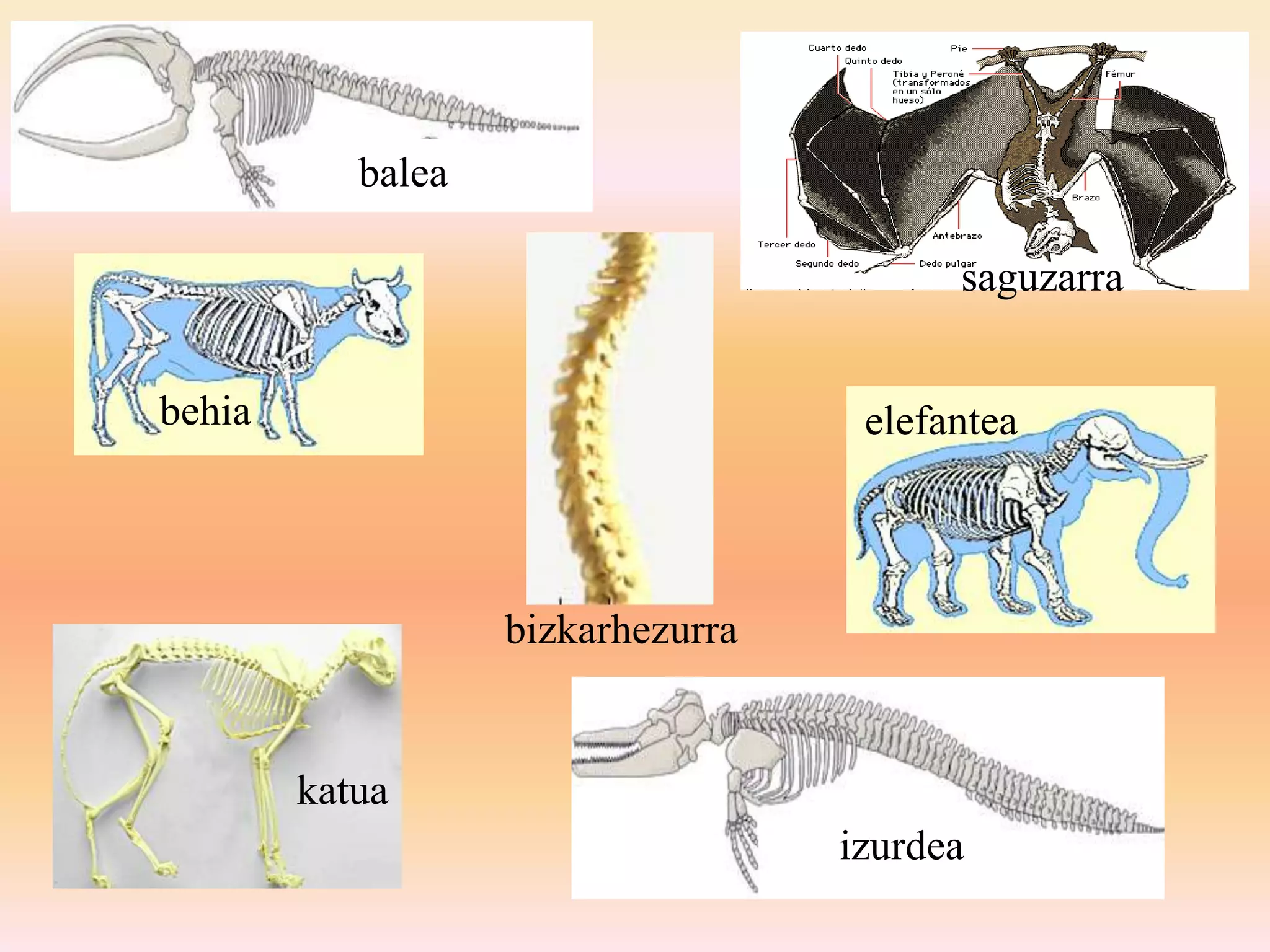 balea
izurdea
saguzarra
behia elefantea
katua
bizkarhezurra
 