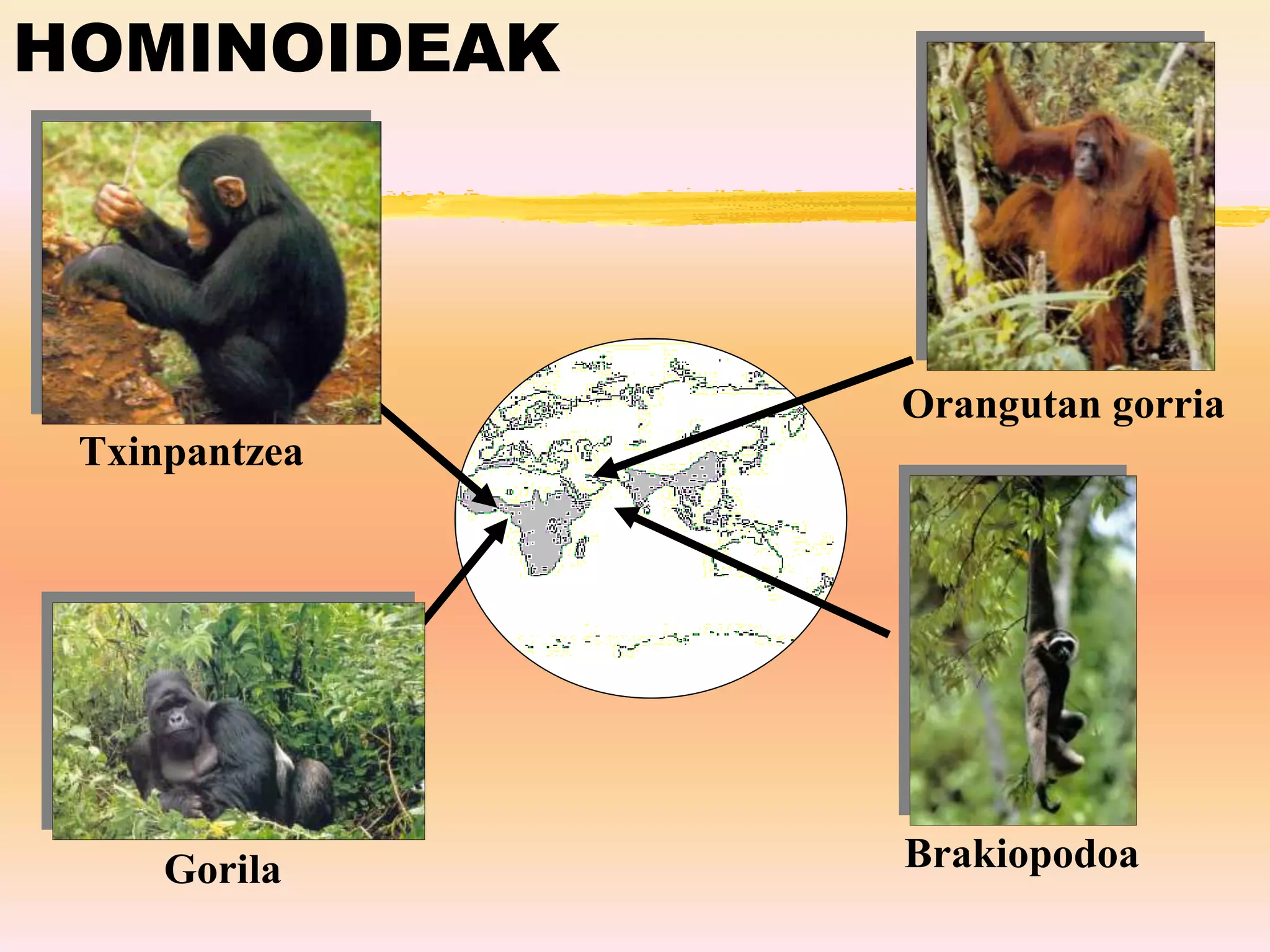 HOMINOIDEAK
Txinpantzea
Gorila Brakiopodoa
Orangutan gorria
 